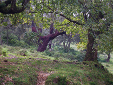 Spain-Southern Spain-Los Alcornocales Cycling Tour